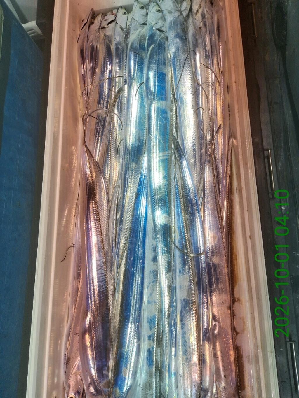 낚시뚜,갈치,삼포항,삼포대교낚시,낚시뚜18