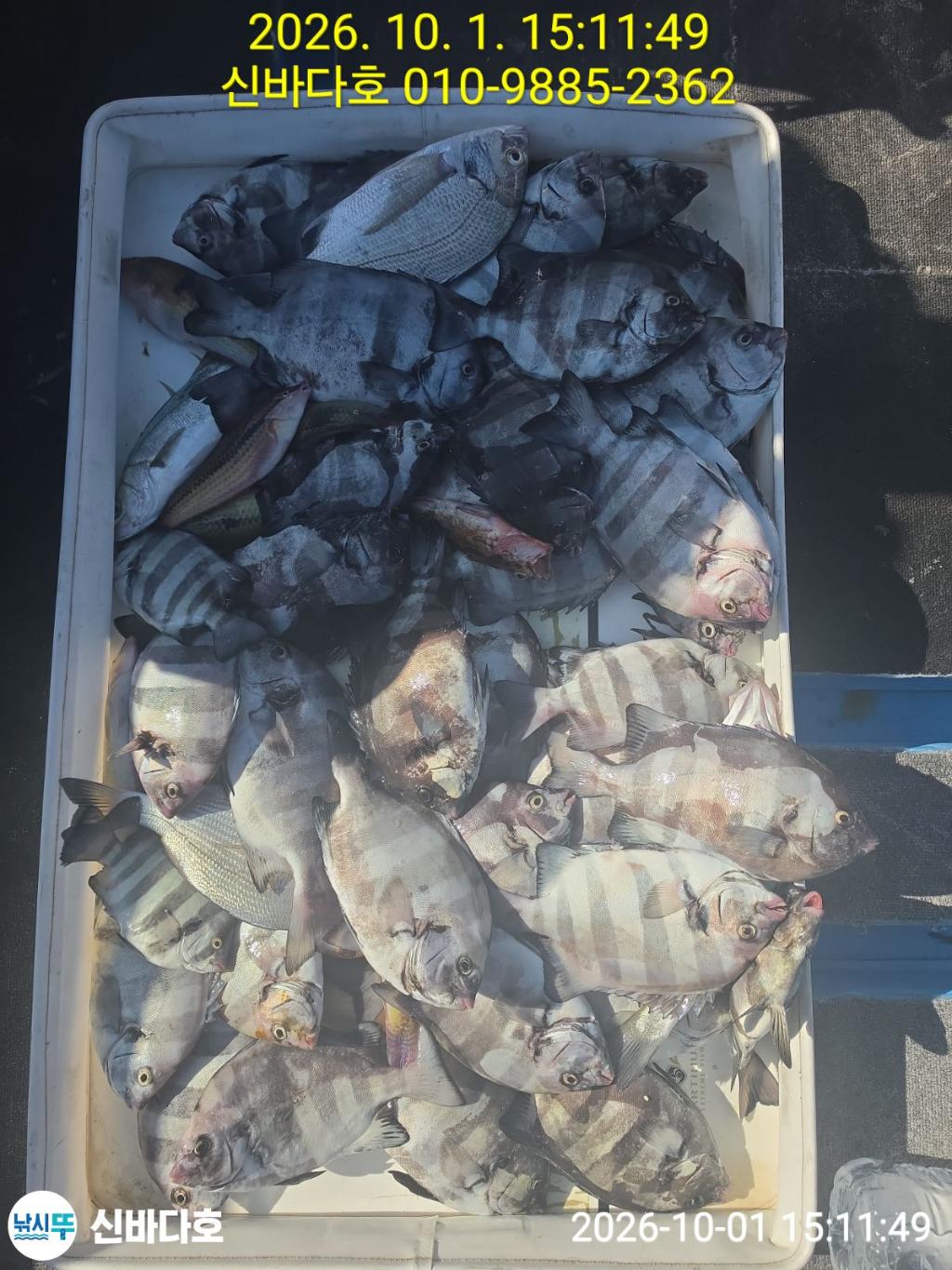 낚시뚜,감성돔,돌돔,해남 어란진항,신바다호,낚시뚜4