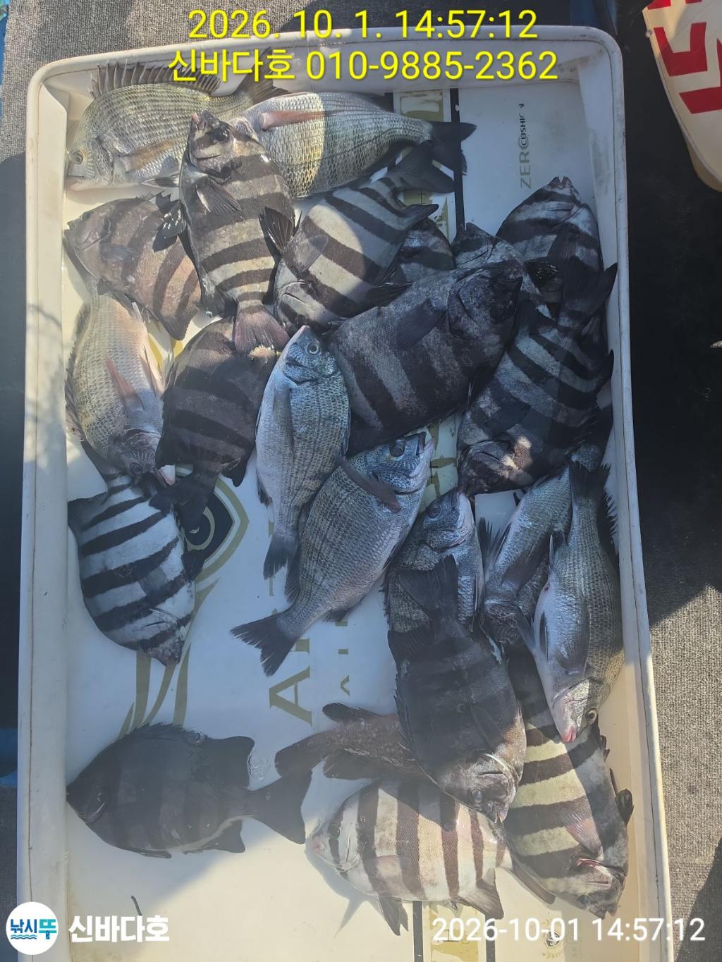 낚시뚜,감성돔,돌돔,해남 어란진항,신바다호,낚시뚜1