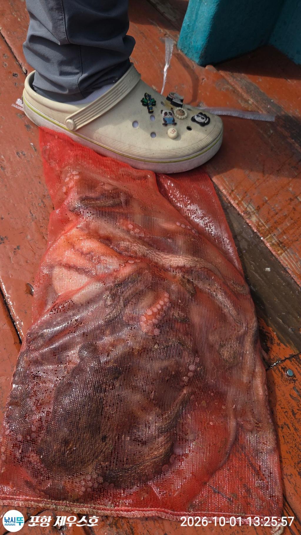 낚시뚜,돌문어,영일만항,포항 제우스호,낚시뚜4