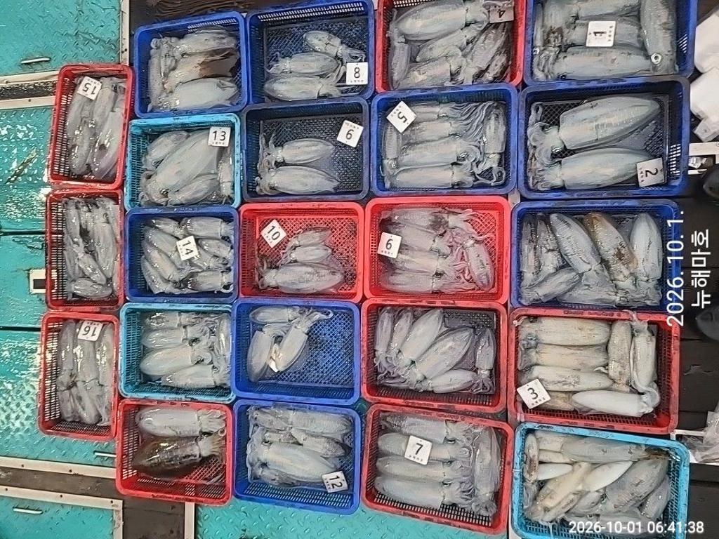 낚시뚜,무늬오징어,영일만항,뉴해마호,낚시뚜1