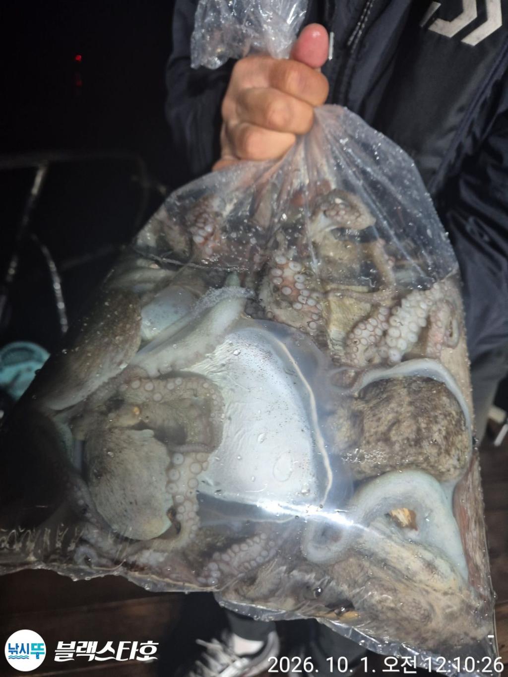 낚시뚜,돌문어,쭈꾸미,삼천포 팔포항,삼천포 블랙스타,낚시뚜6