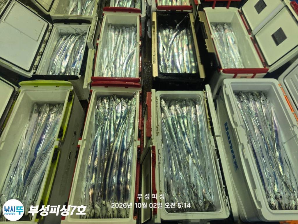 낚시뚜,갈치,통영영운리항,부성피싱7호,낚시뚜25