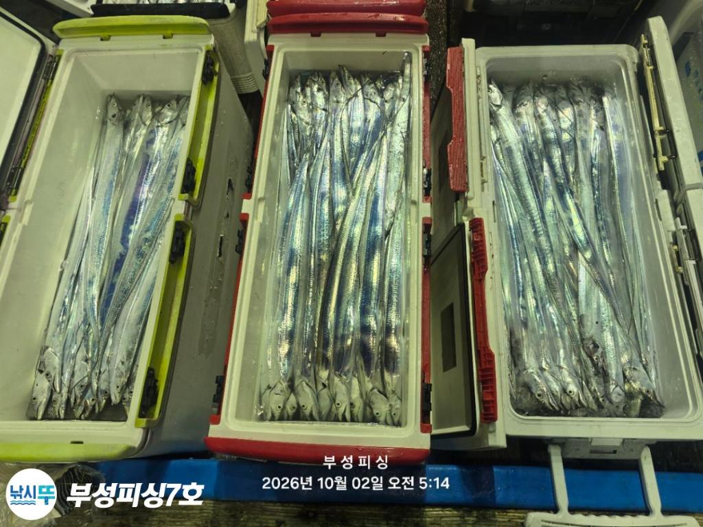 낚시뚜,갈치,통영영운리항,부성피싱7호,낚시뚜27