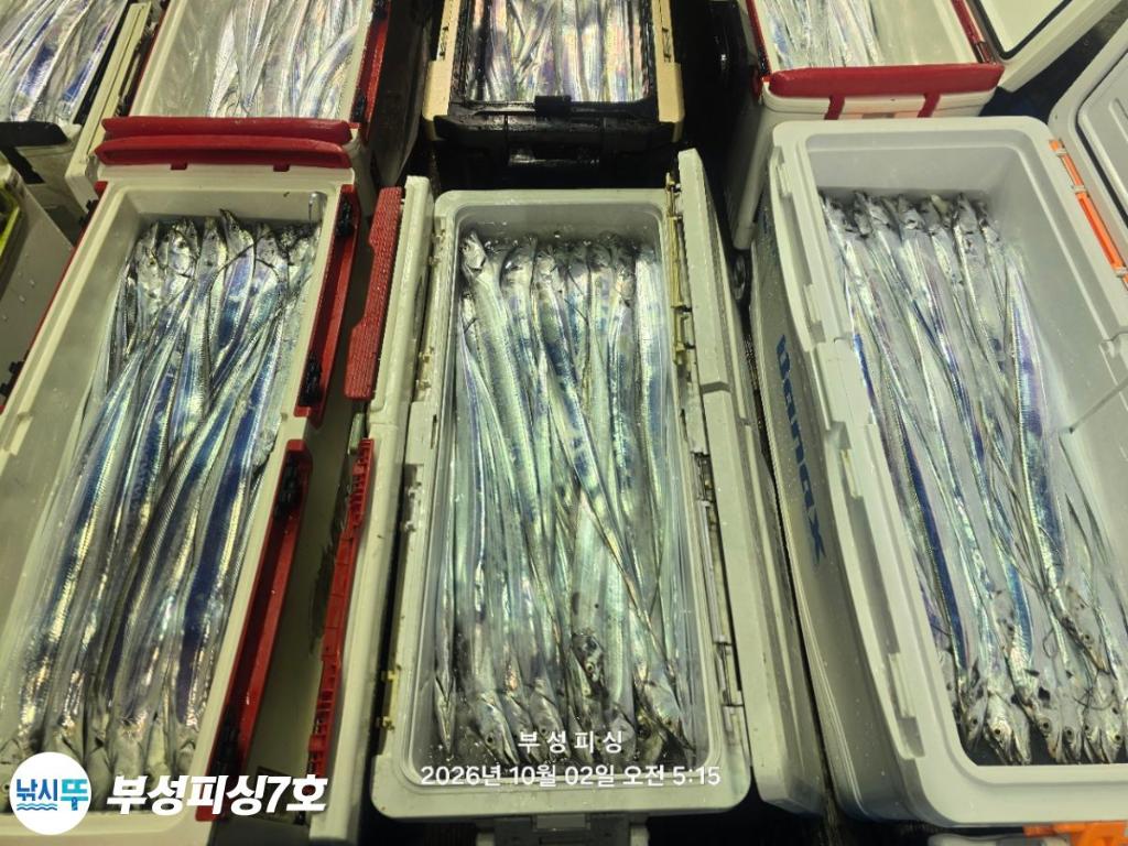 낚시뚜,갈치,통영영운리항,부성피싱7호,낚시뚜26