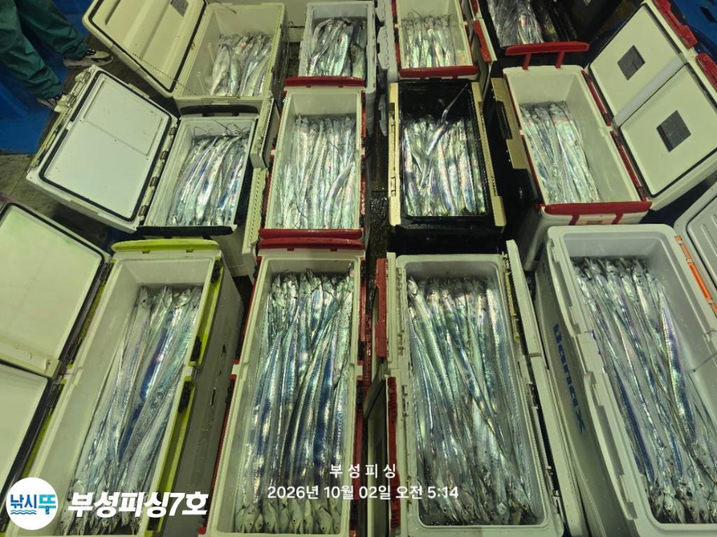 낚시뚜,갈치,통영영운리항,부성피싱7호,낚시뚜20