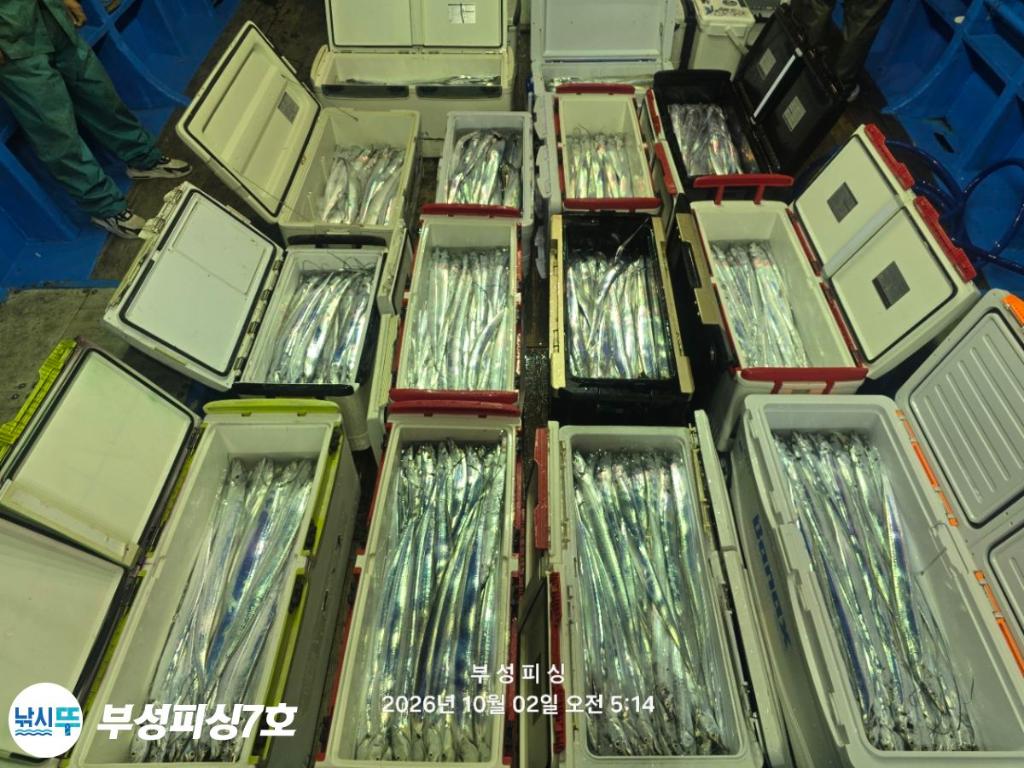 낚시뚜,갈치,통영영운리항,부성피싱7호,낚시뚜19
