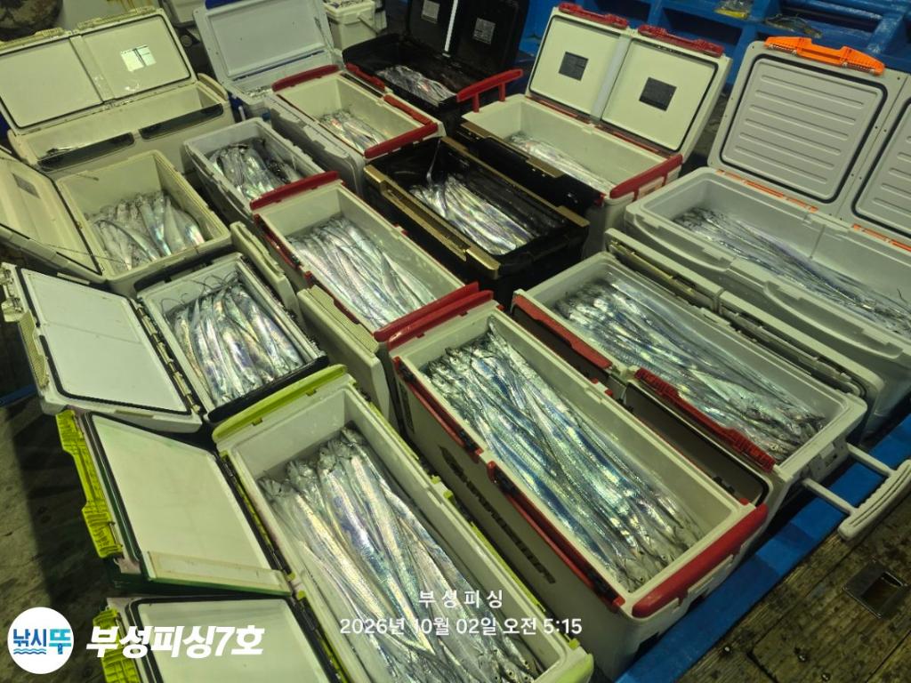 낚시뚜,갈치,통영영운리항,부성피싱7호,낚시뚜2
