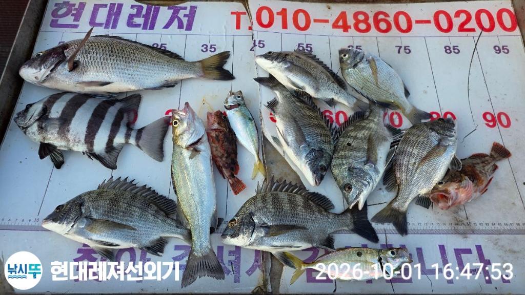 낚시뚜,감성돔,풍화상장마을,통영 현대레져선외기,낚시뚜0