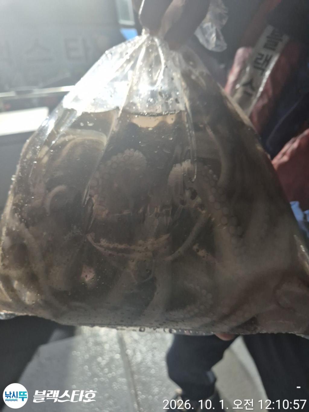 낚시뚜,돌문어,쭈꾸미,삼천포 팔포항,삼천포 블랙스타,낚시뚜7