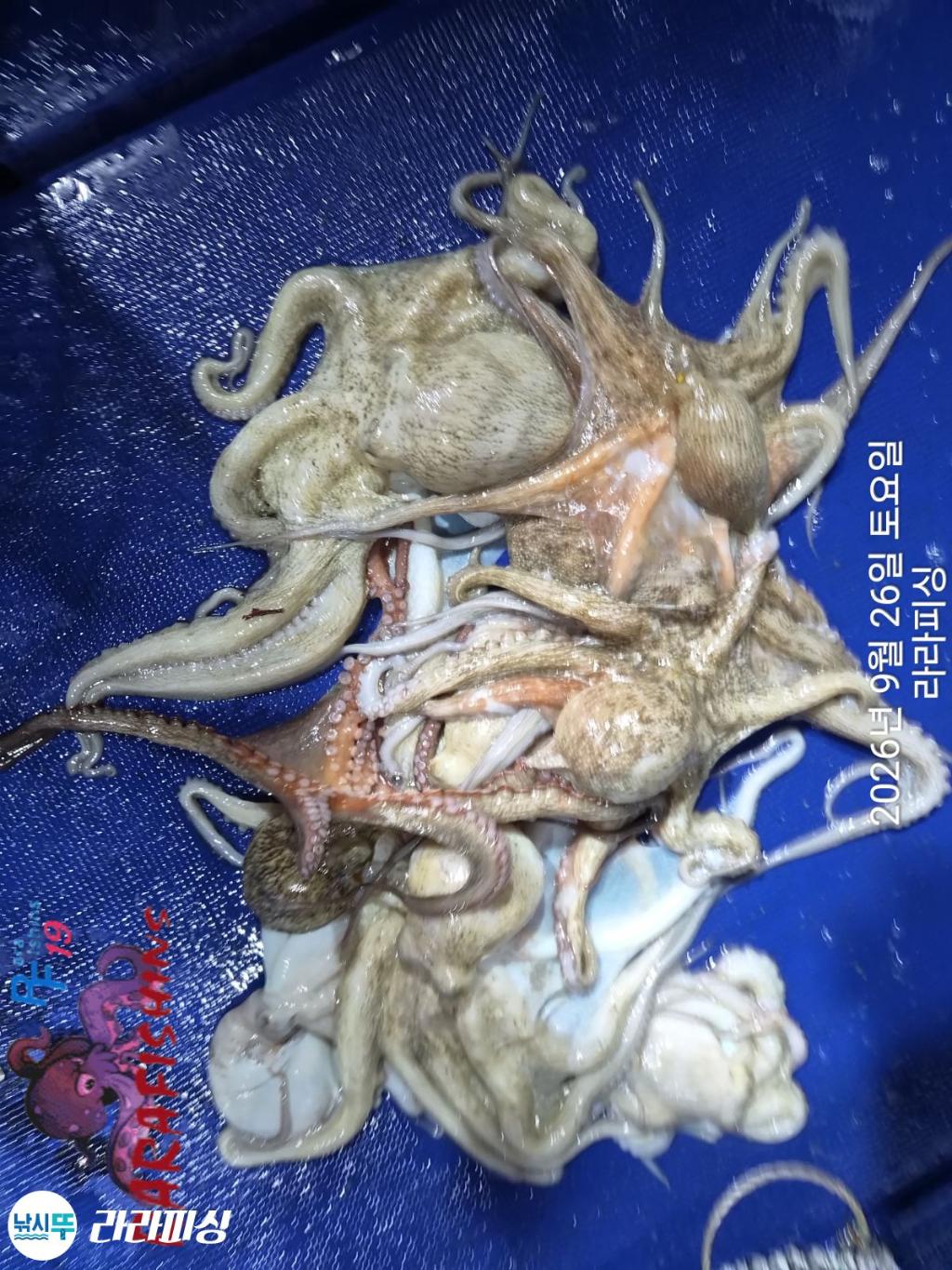 낚시뚜,돌문어,속천항(진해),라라피싱,낚시뚜25