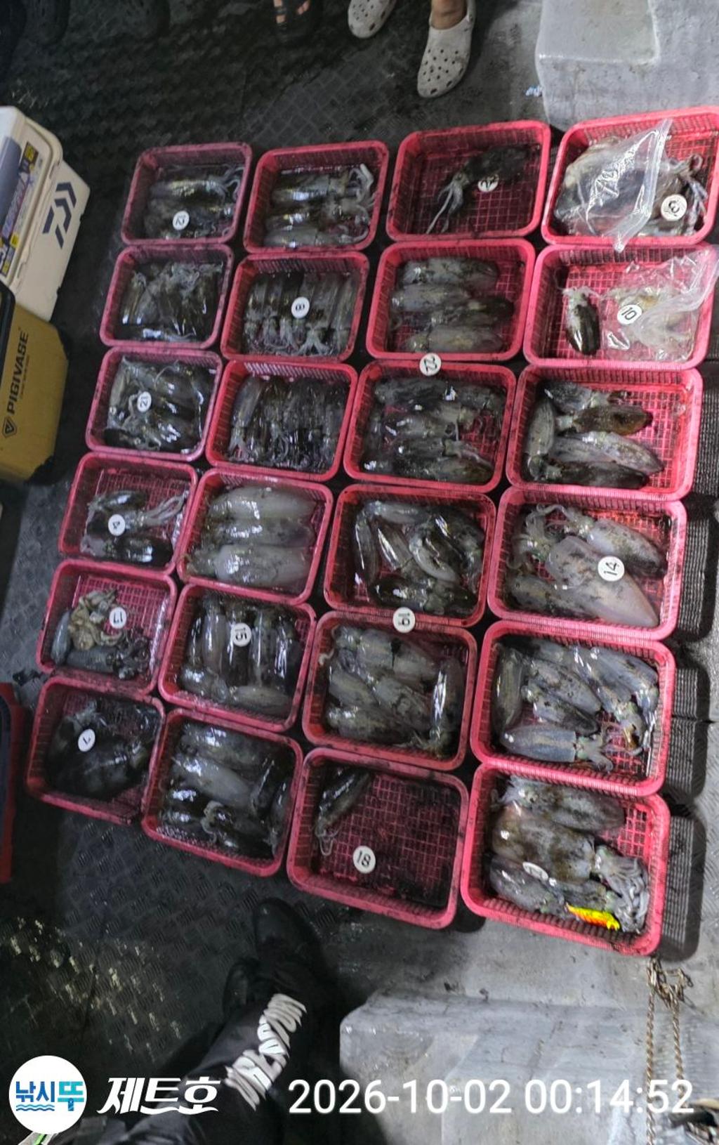 낚시뚜,무늬오징어,영일만항,포항 제트호,낚시뚜12