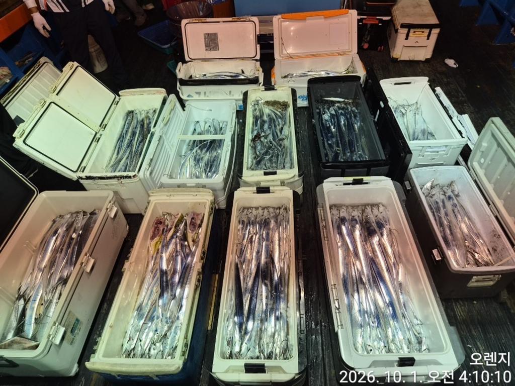 낚시뚜,갈치,삼포항,삼포대교낚시,낚시뚜14