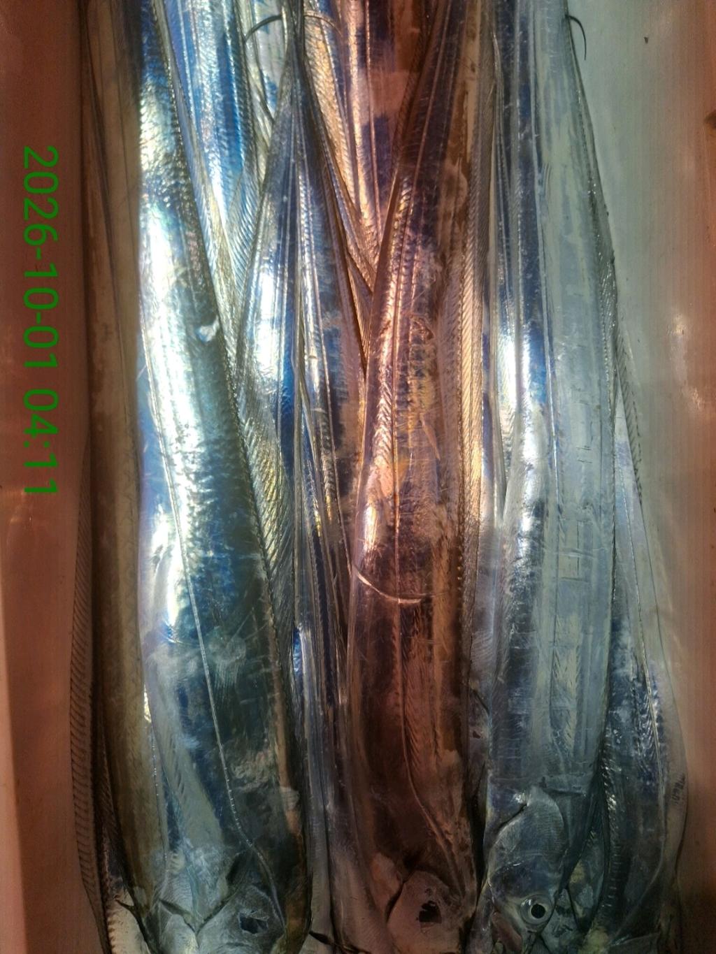 낚시뚜,갈치,삼포항,삼포대교낚시,낚시뚜21