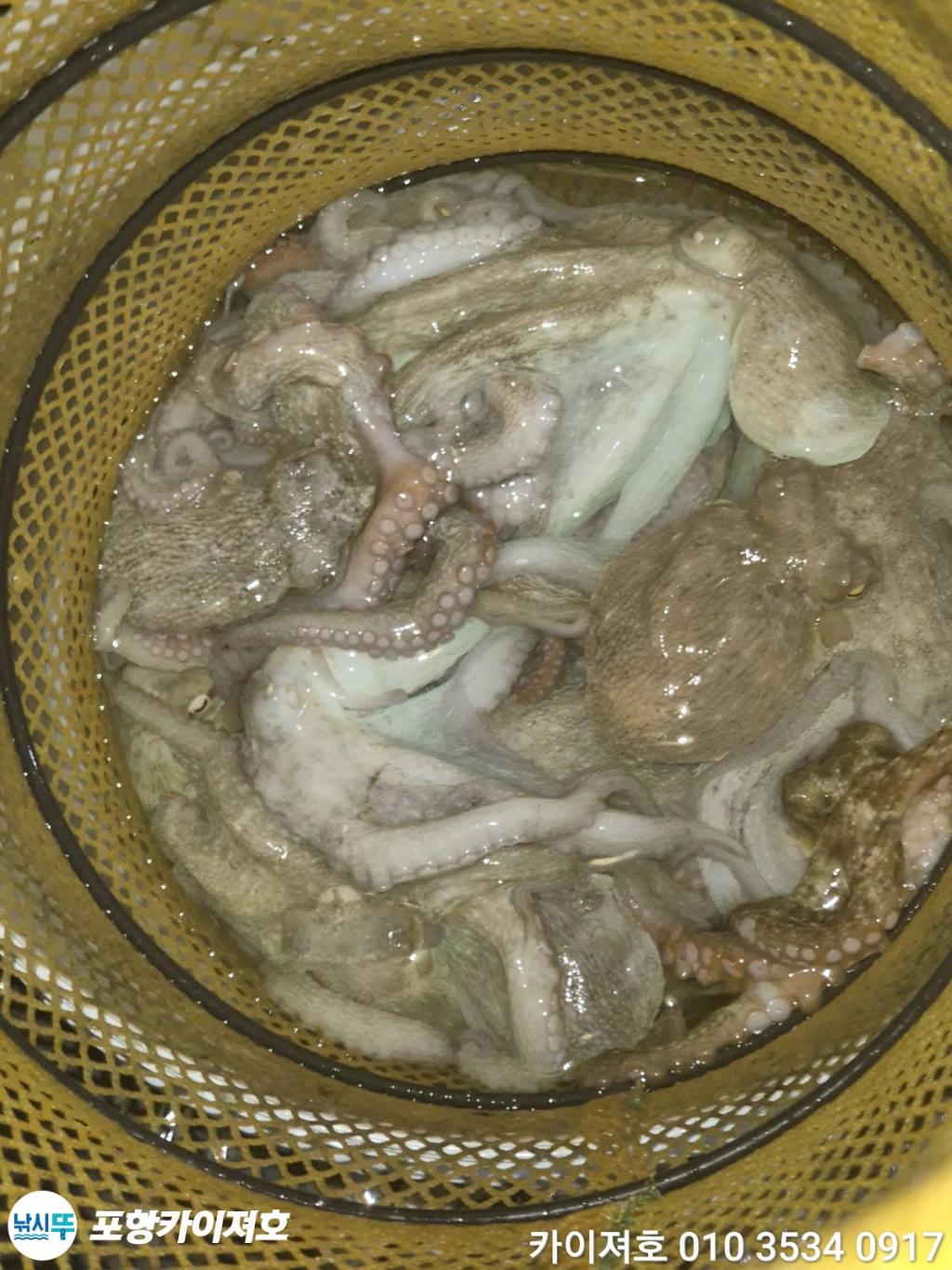 낚시뚜,기타 (직접입력),영일만항,포항카이져호,낚시뚜46