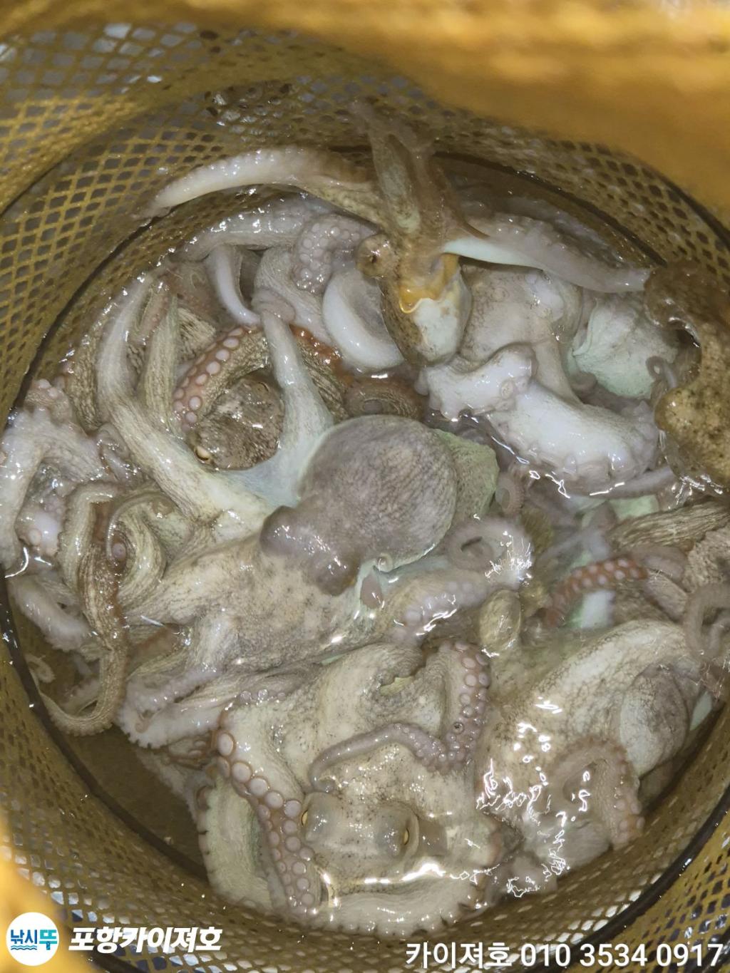 낚시뚜,기타 (직접입력),영일만항,포항카이져호,낚시뚜41