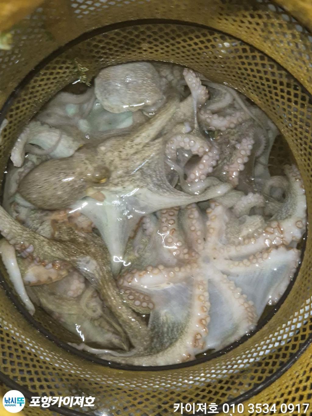 낚시뚜,기타 (직접입력),영일만항,포항카이져호,낚시뚜40