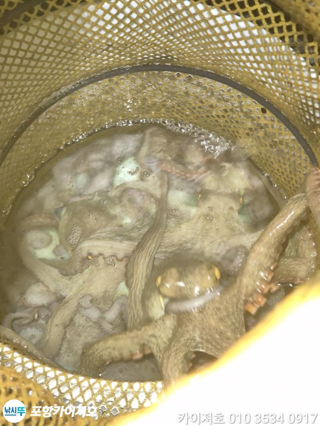 낚시뚜,기타 (직접입력),영일만항,포항카이져호,낚시뚜38