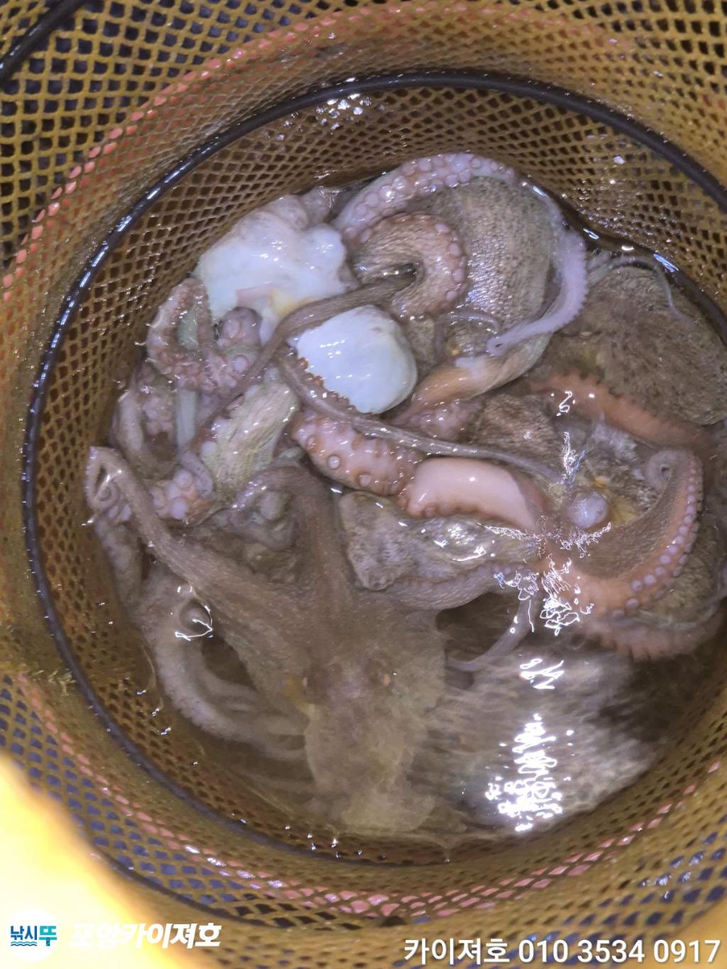 낚시뚜,기타 (직접입력),영일만항,포항카이져호,낚시뚜36