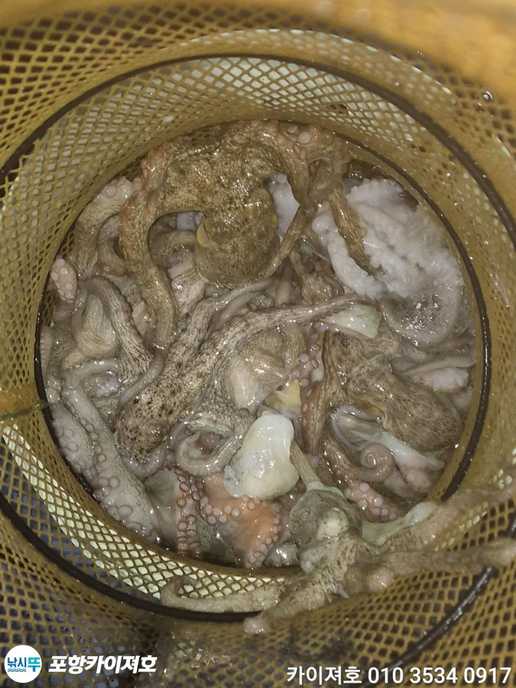 낚시뚜,기타 (직접입력),영일만항,포항카이져호,낚시뚜26