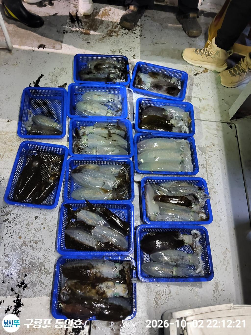 낚시뚜,무늬오징어,구룡포항,구룡포 동인호,낚시뚜6