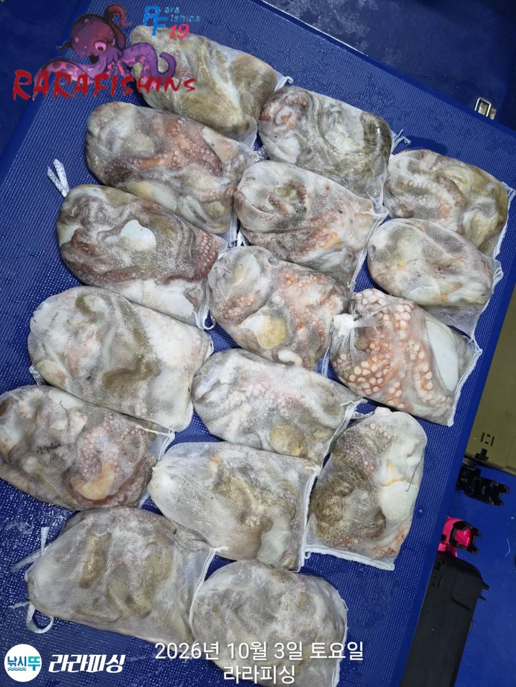 낚시뚜,돌문어,속천항(진해),라라피싱,낚시뚜20