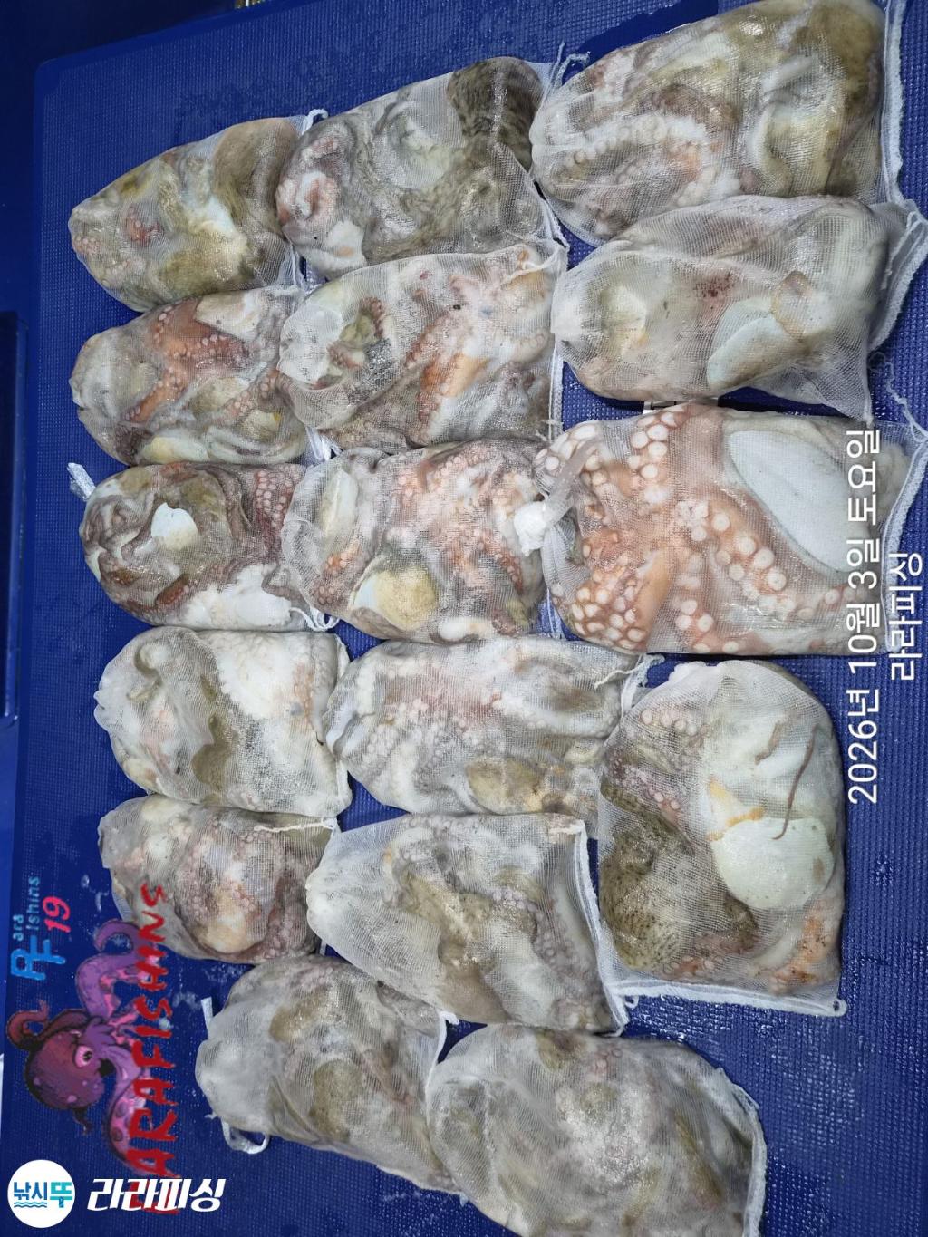 낚시뚜,돌문어,속천항(진해),라라피싱,낚시뚜18