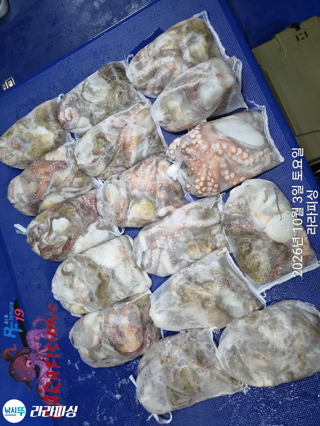 낚시뚜,돌문어,속천항(진해),라라피싱,낚시뚜16