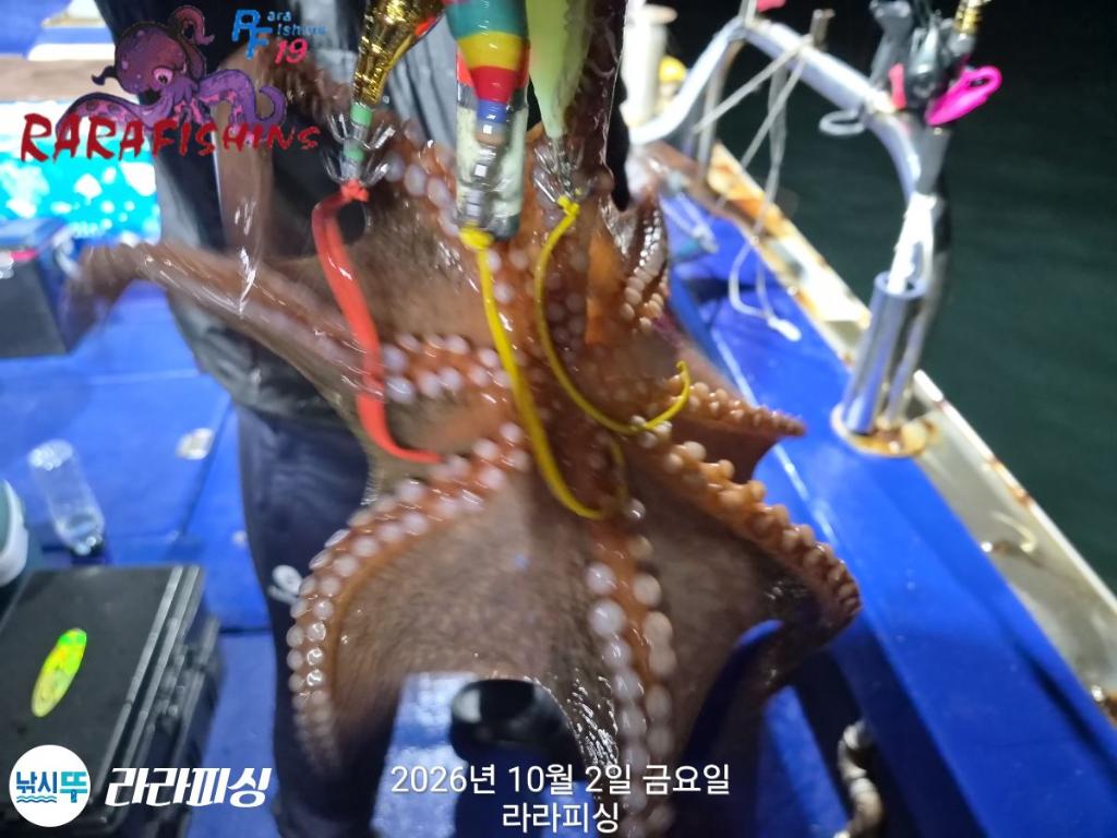 낚시뚜,돌문어,속천항(진해),라라피싱,낚시뚜4