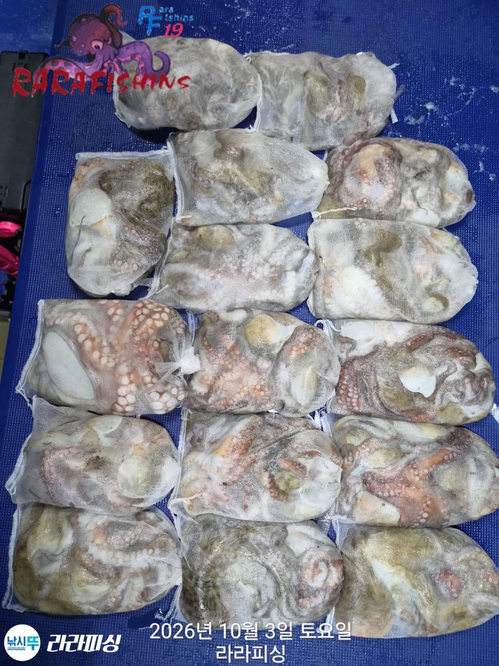 낚시뚜,돌문어,속천항(진해),라라피싱,낚시뚜1