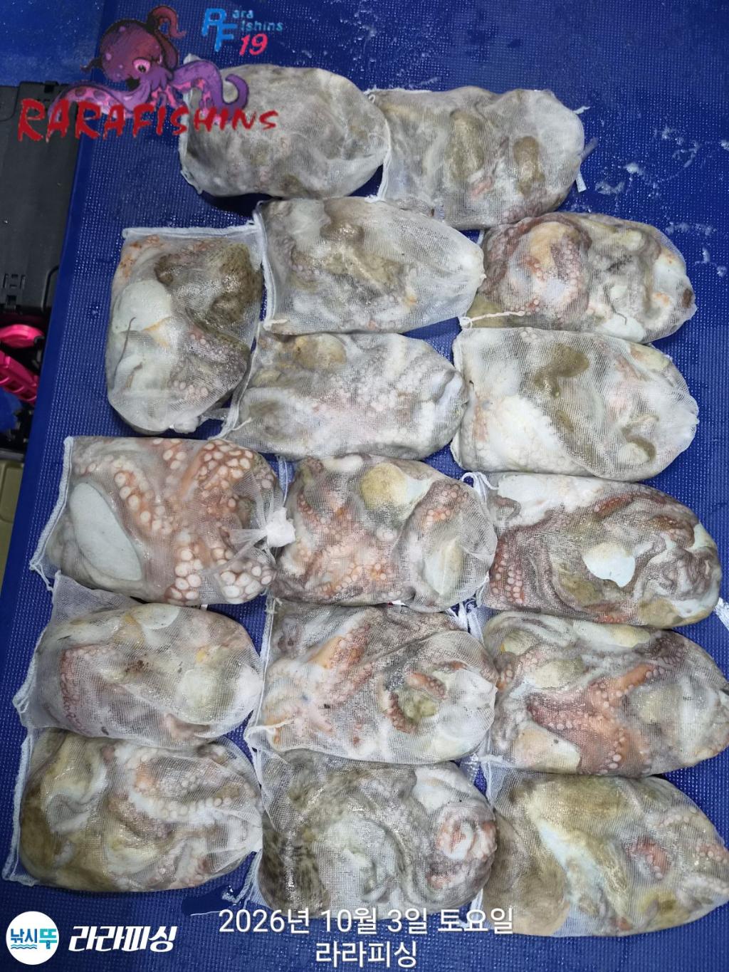낚시뚜,돌문어,속천항(진해),라라피싱,낚시뚜0