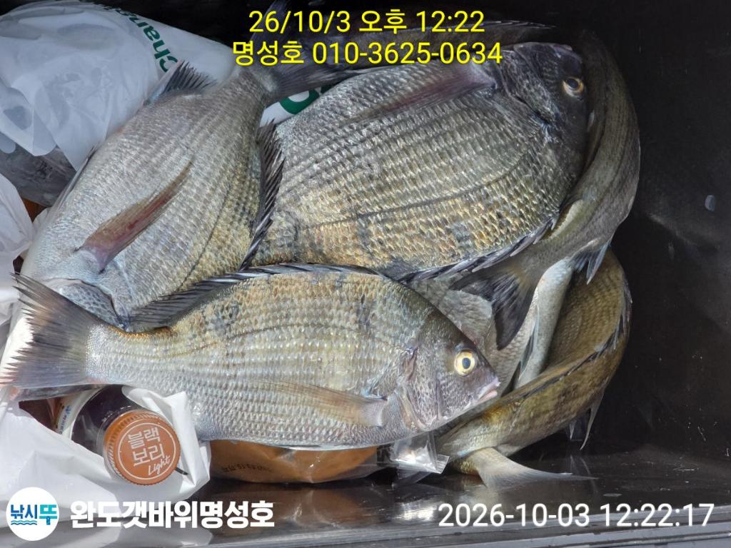 낚시뚜,감성돔,돌돔,완도항,완도해남 명성호,낚시뚜3