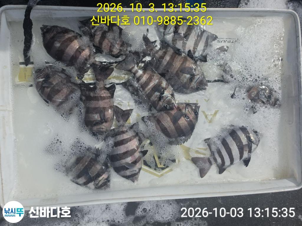 낚시뚜,감성돔,돌돔,해남 어란진항,신바다호,낚시뚜1