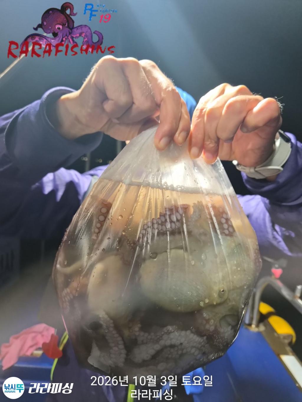 낚시뚜,돌문어,속천항(진해),라라피싱,낚시뚜19