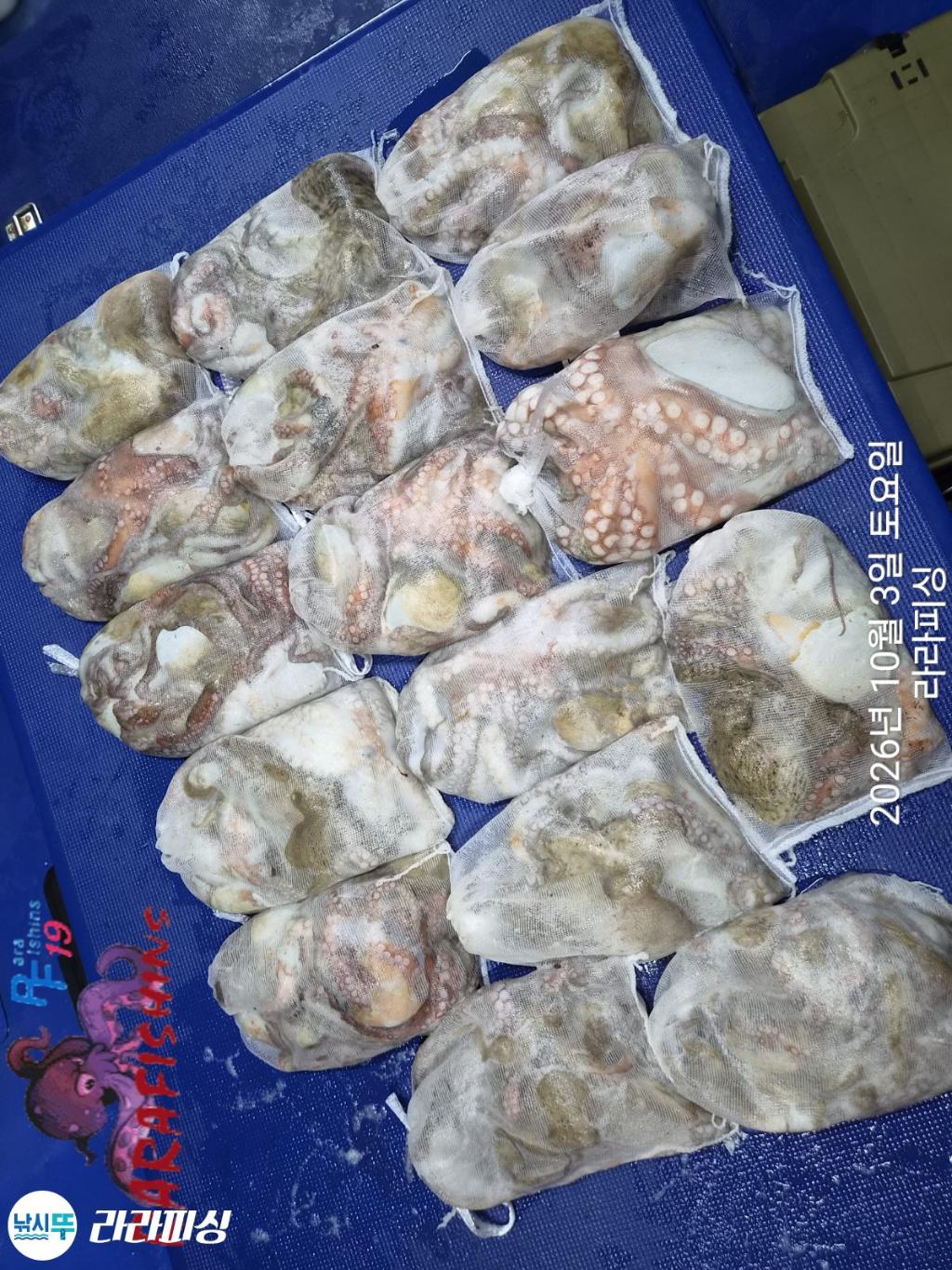 낚시뚜,돌문어,속천항(진해),라라피싱,낚시뚜12