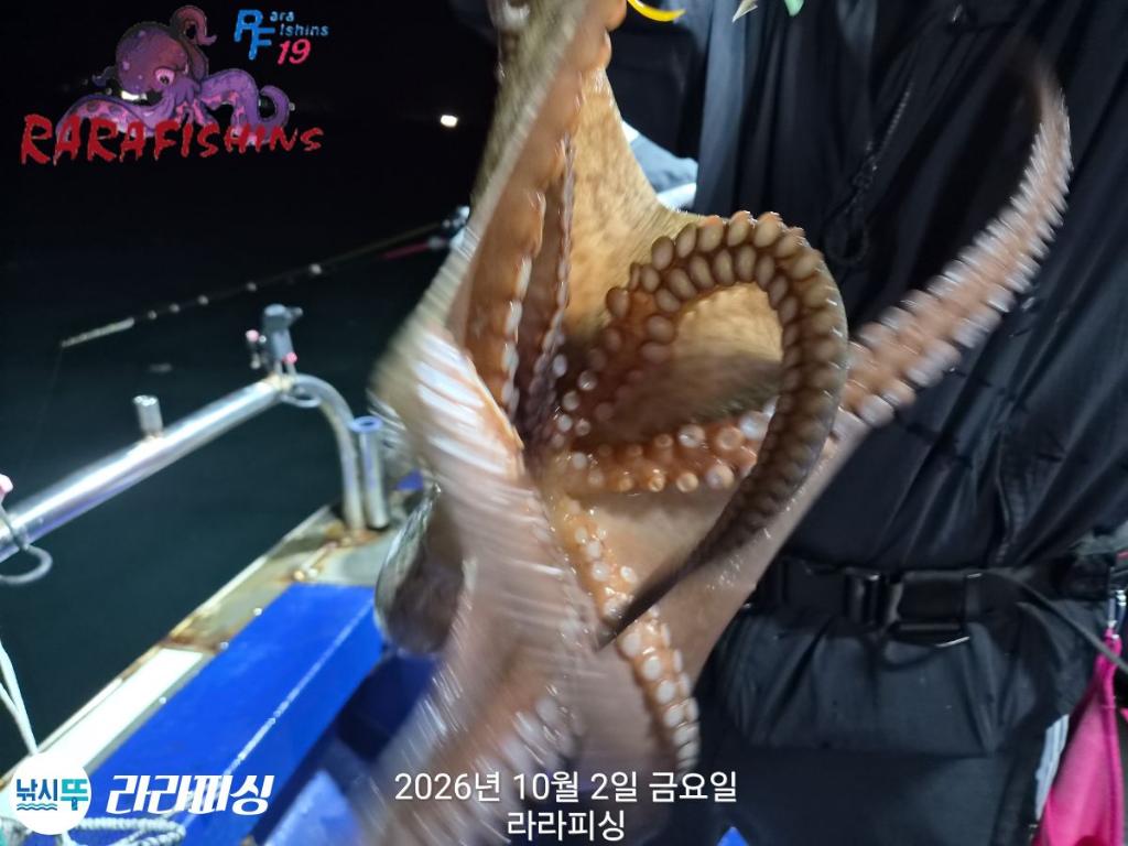 낚시뚜,돌문어,속천항(진해),라라피싱,낚시뚜8