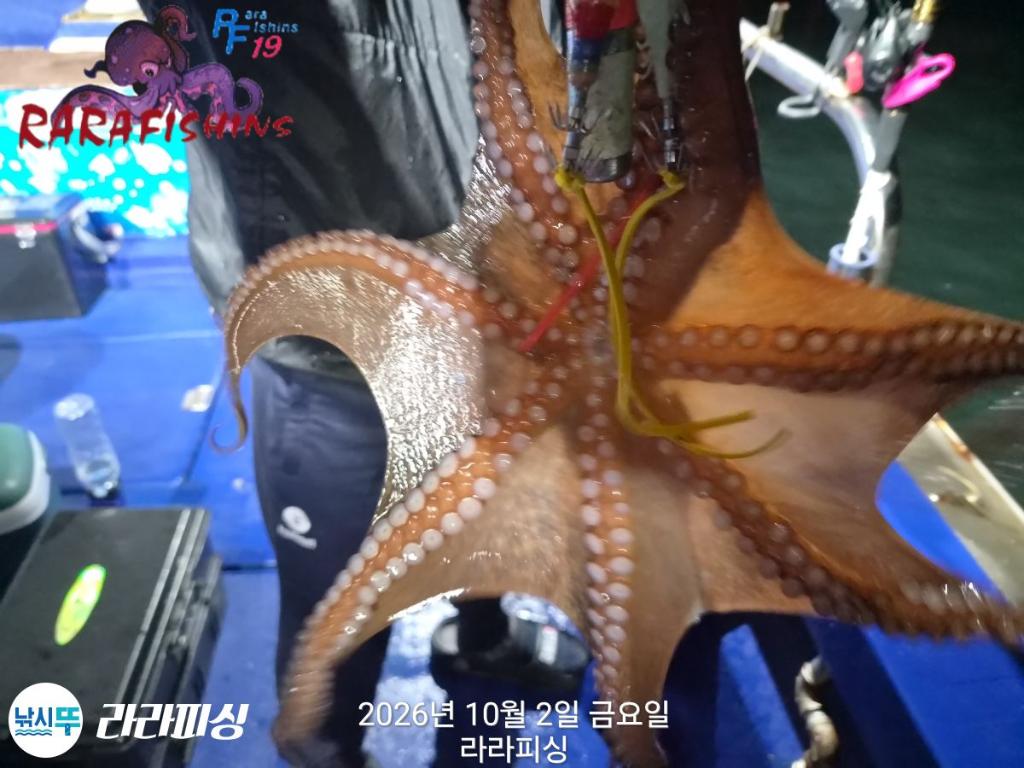 낚시뚜,돌문어,속천항(진해),라라피싱,낚시뚜3