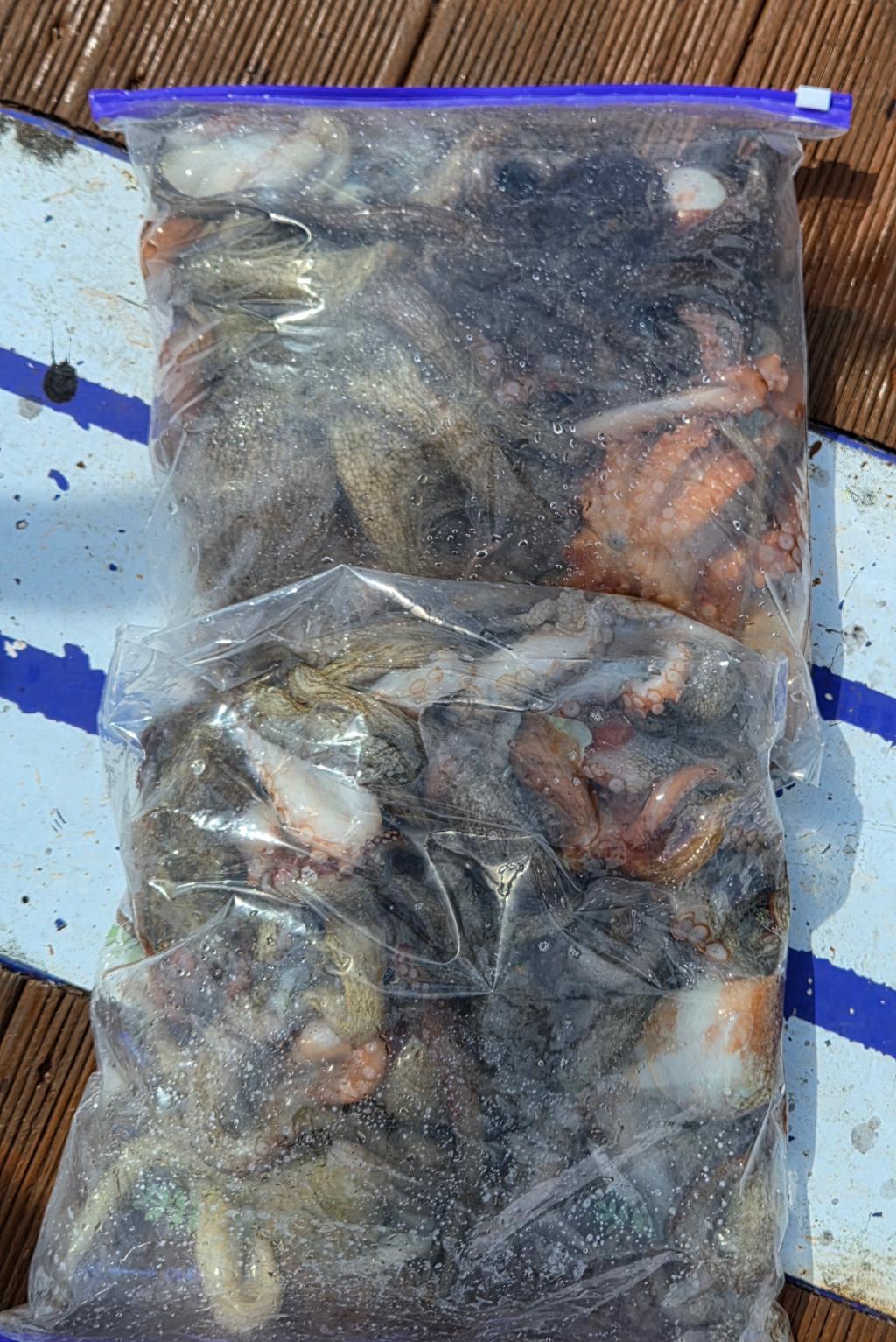 낚시뚜,돌문어,포항여남항,포항포시즌호,낚시뚜14