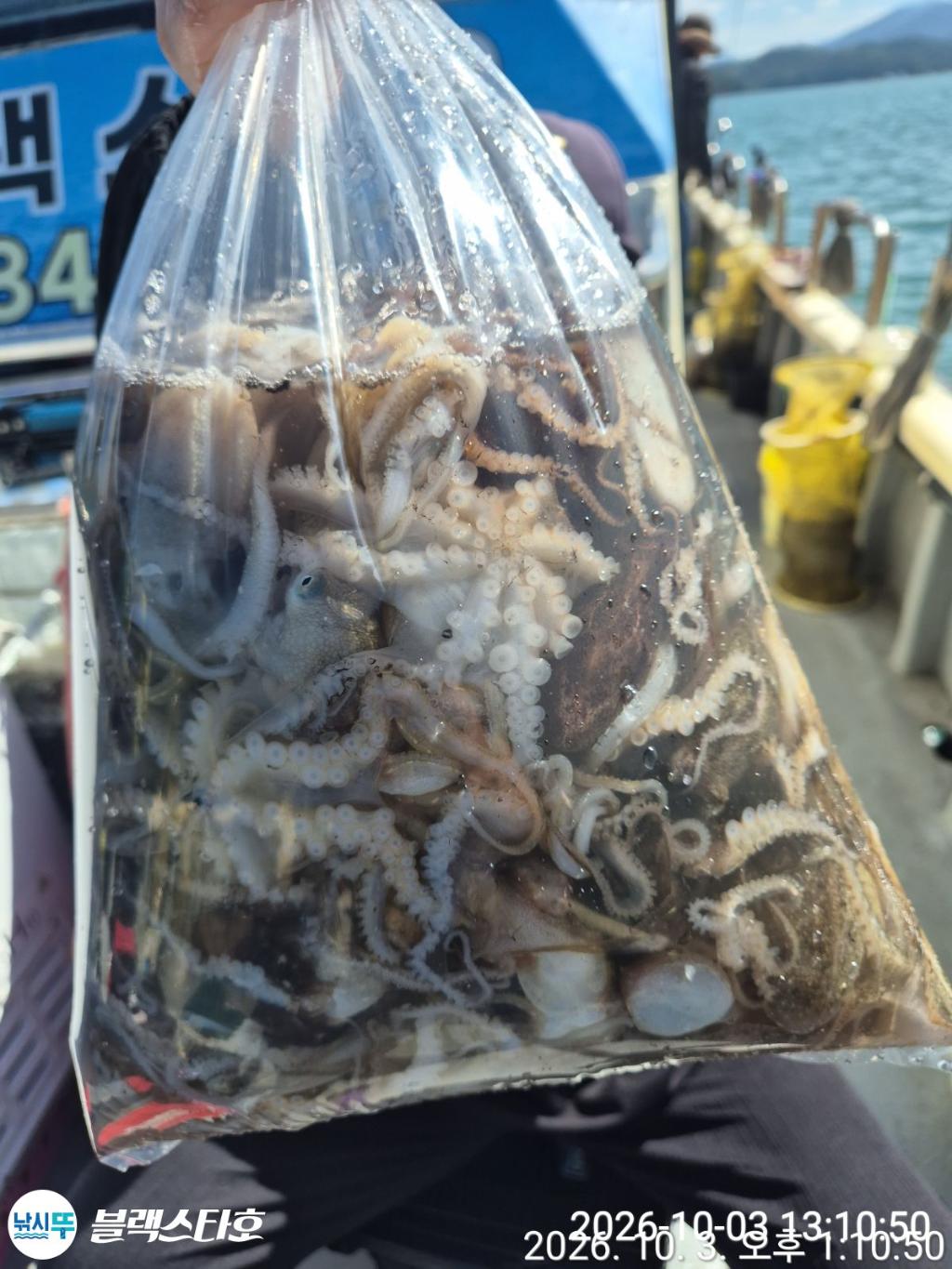 낚시뚜,쭈꾸미,삼천포 팔포항,삼천포 블랙스타,낚시뚜18
