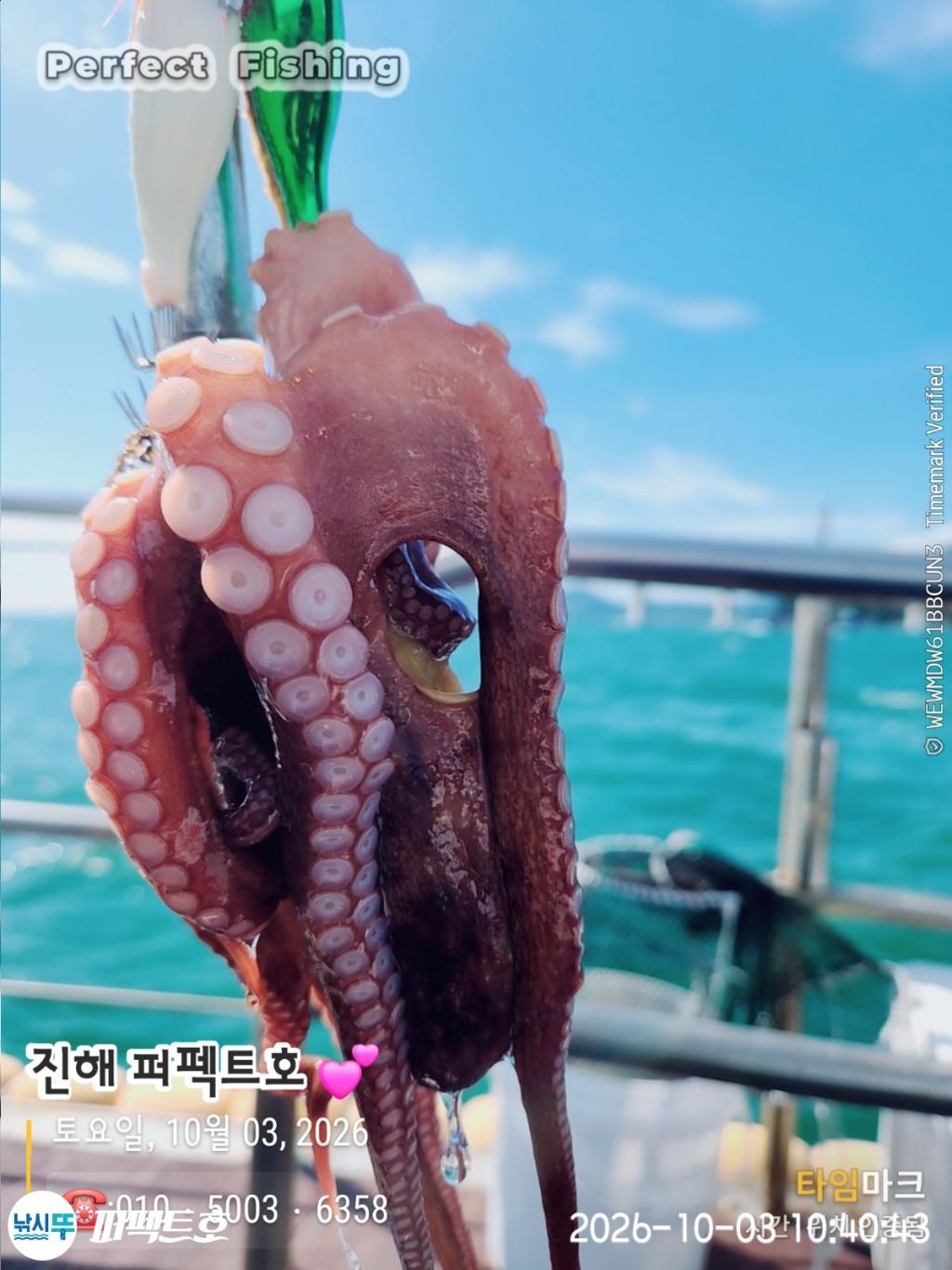 낚시뚜,돌문어,진해 수치마을 방파제,퍼펙트호,낚시뚜14