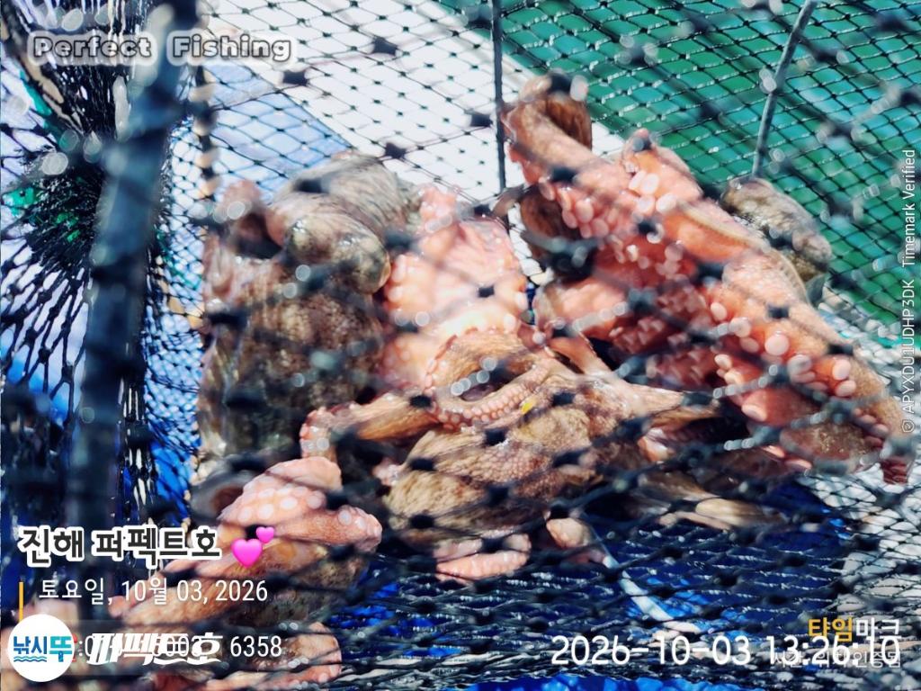 낚시뚜,돌문어,진해 수치마을 방파제,퍼펙트호,낚시뚜6