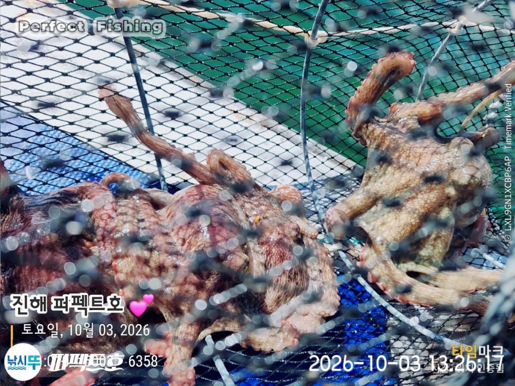 낚시뚜,돌문어,진해 수치마을 방파제,퍼펙트호,낚시뚜5