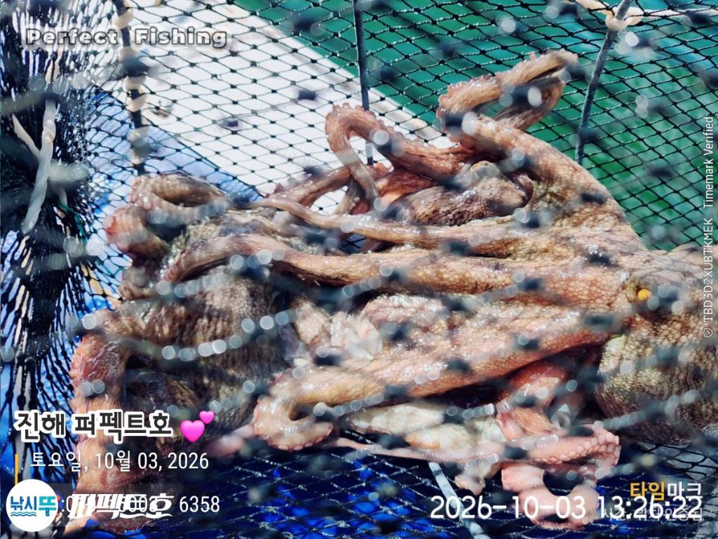 낚시뚜,돌문어,진해 수치마을 방파제,퍼펙트호,낚시뚜4