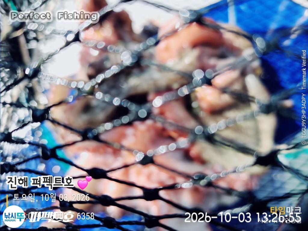 낚시뚜,돌문어,진해 수치마을 방파제,퍼펙트호,낚시뚜3