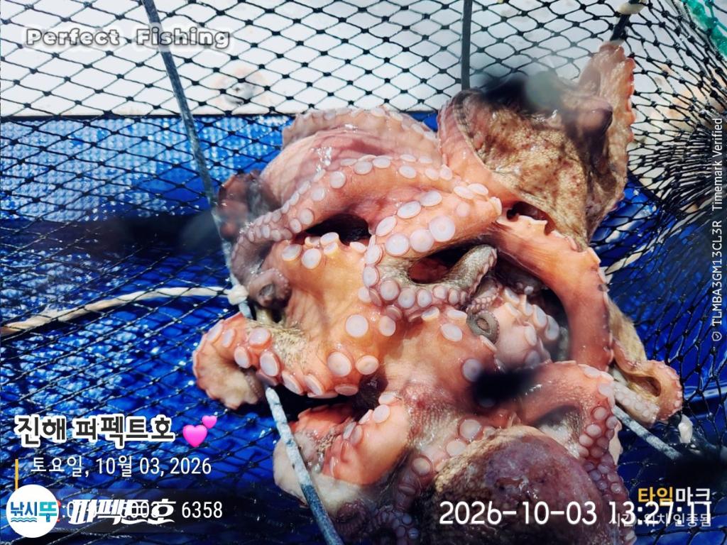 낚시뚜,돌문어,진해 수치마을 방파제,퍼펙트호,낚시뚜1