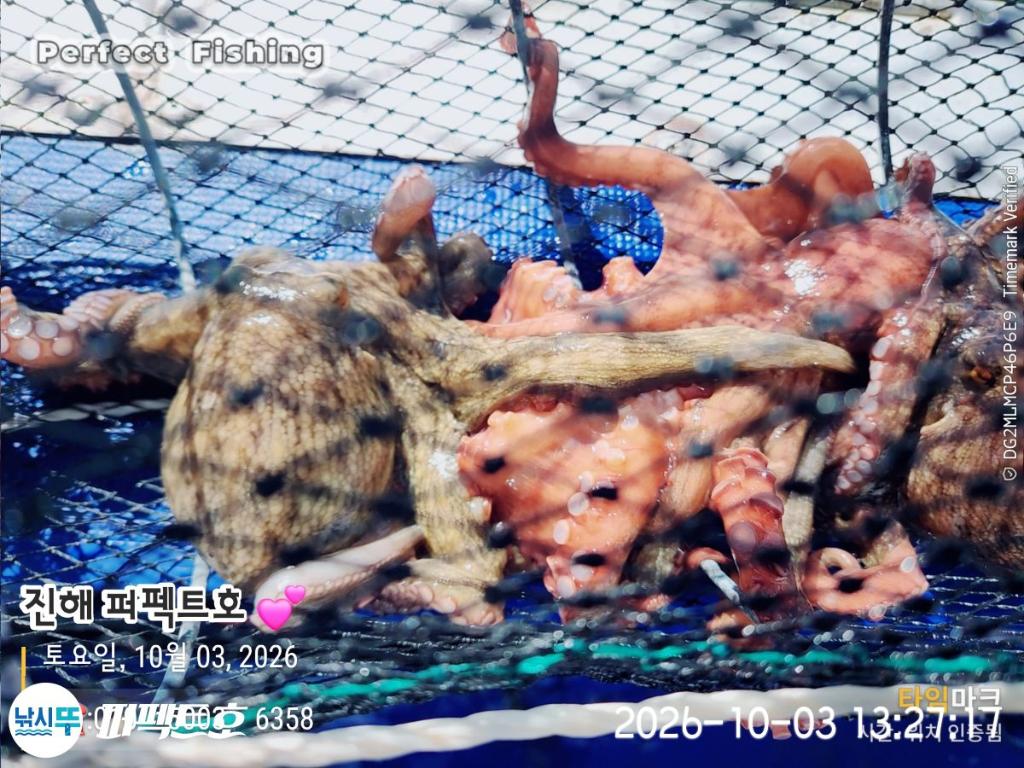 낚시뚜,돌문어,진해 수치마을 방파제,퍼펙트호,낚시뚜0
