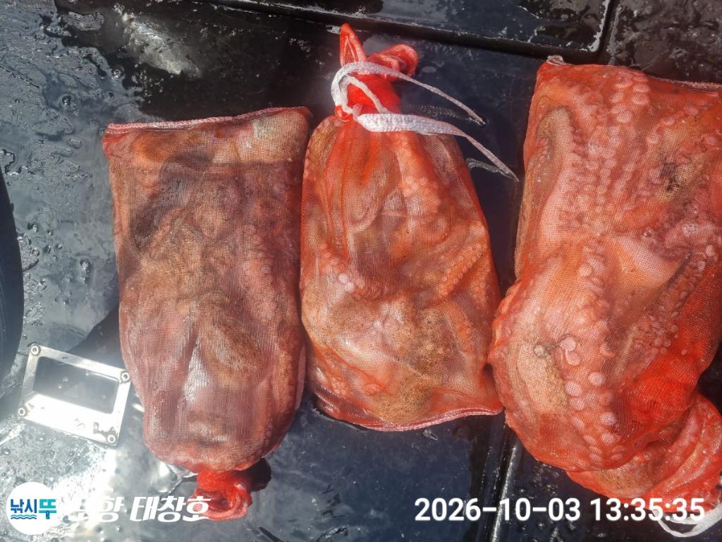 낚시뚜,돌문어,영일만항,포항 태창호,낚시뚜15