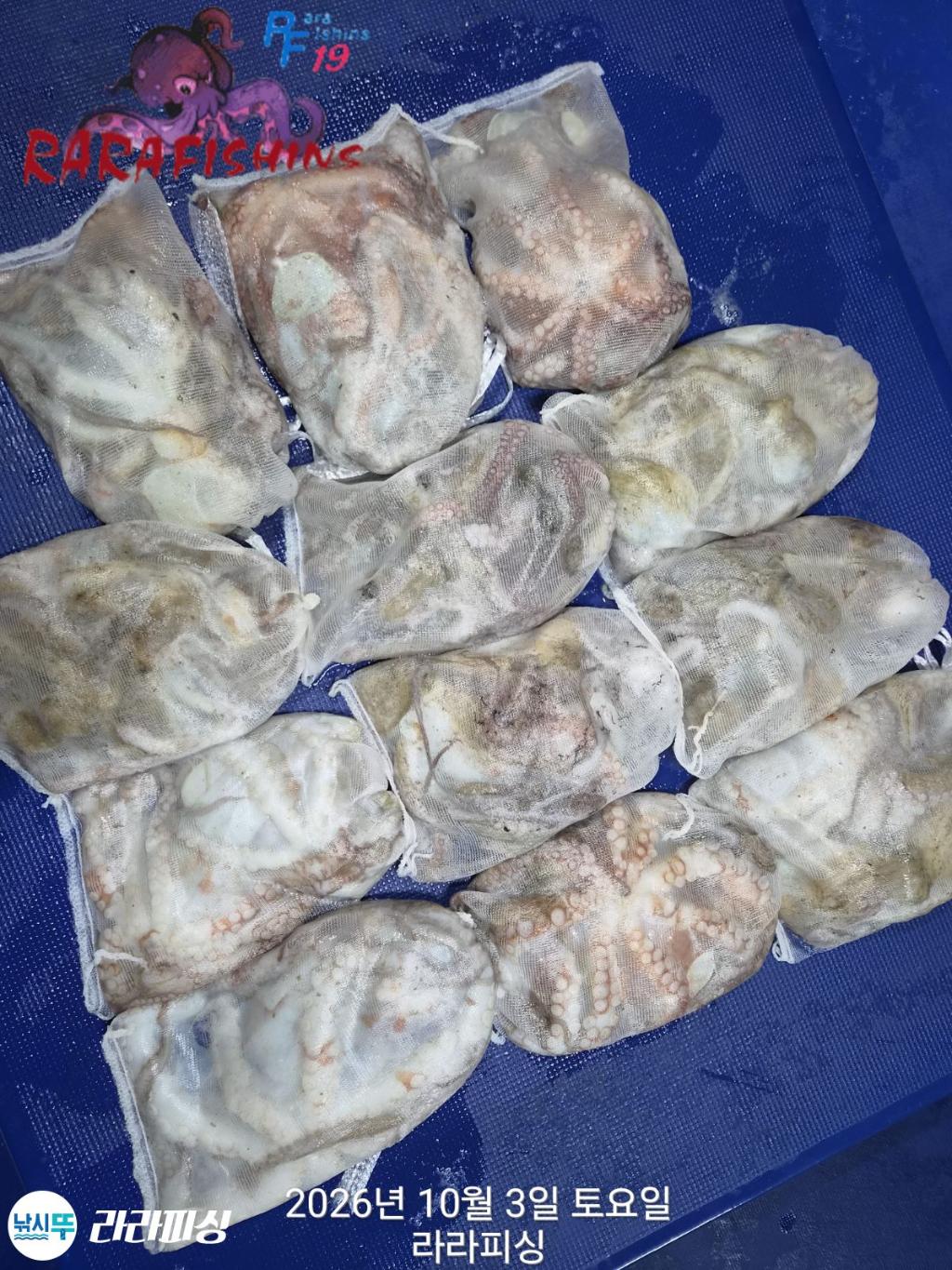 낚시뚜,돌문어,속천항(진해),라라피싱,낚시뚜16