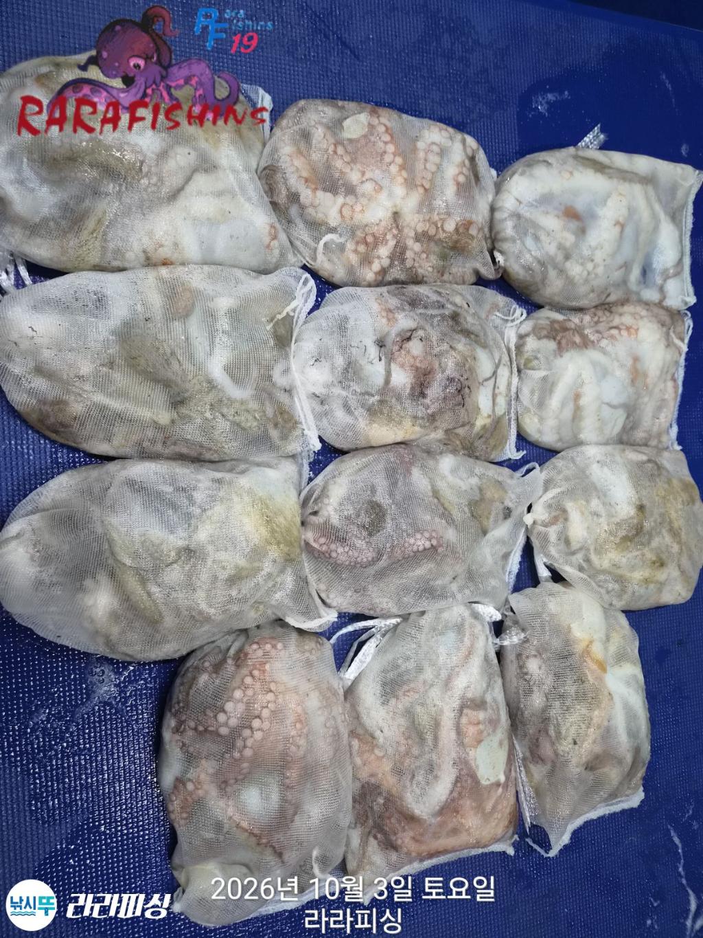 낚시뚜,돌문어,속천항(진해),라라피싱,낚시뚜13