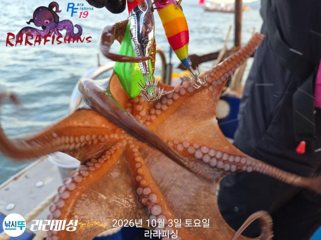낚시뚜,돌문어,속천항(진해),라라피싱,낚시뚜11